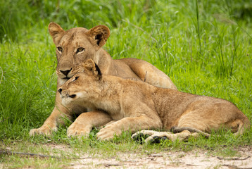 Naklejka na ściany i meble Young lion and lioness cuddling