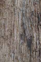 Closeup of brown wooden bark of tree in the forest. The natural art background and template. Vertical view. 