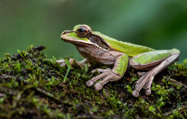 Obraz premium Masked Tree Frog in Costa Rica 
