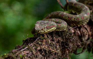 Obraz premium Eyelash Viper in Costa Rica 