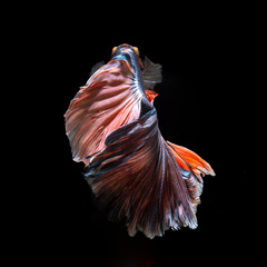 Siamese Fighting Fish - 	Siamese Fighting Fish also known as Betta is seen in an aquarium in Chicago, United States. Bettas are the most common species in the world-wide aquarium trade.