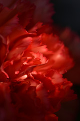 Close-up view of red petals