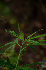 Marijuana in the plant