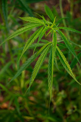 Marijuana in the plant