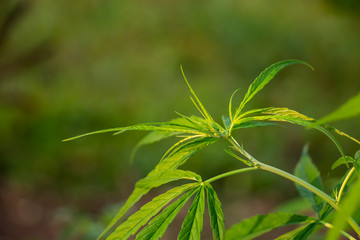 Marijuana in the plant