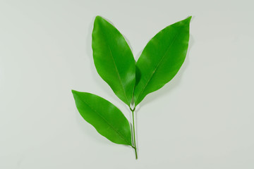 3 green leaves on a white background