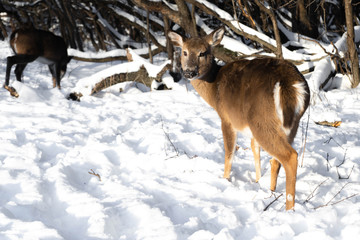 Cute young fluffy deer walks in the snowy forest closeup