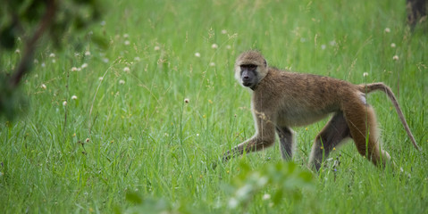 Baboon walking on grass