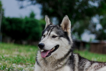 Naklejka na ściany i meble Portrait of Siberian husky. Dog smiling at the camera.
