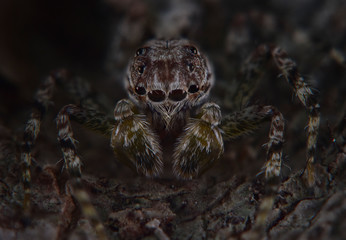 Extreme Spider Macro
