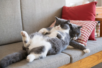 Cute British short-haired cat, indoor shooting