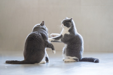 Two British short-haired cats playing, indoors shooting