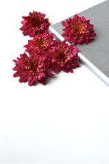 Fall floral background with deep red chrysantemums on white with copy space. Greeting card mockup and border. Desktop workspace flat layout.