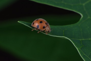 ladybug macro insect