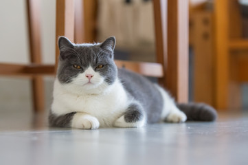 Cute British short-haired cat, indoor shooting