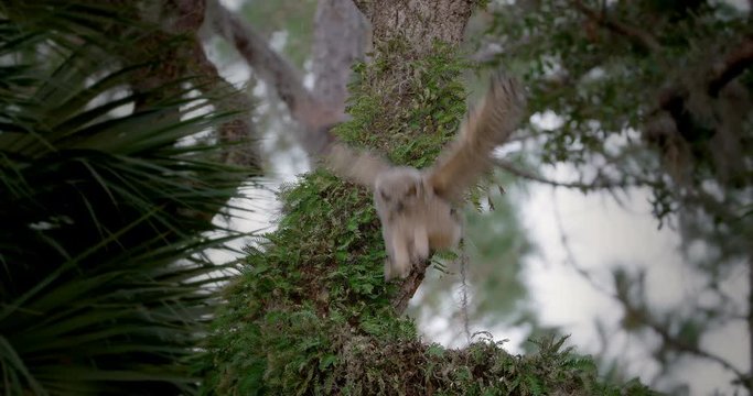 Rare action shot of young Great Horned Owl baby leaps off the trunk of a tree and lands back in nest as he practices flying.  Learning to fly.