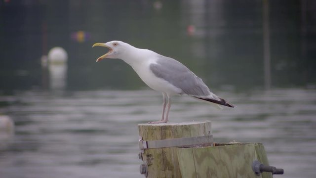 Beautiful shot of seagull squawking on wooden pier