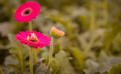 Obraz premium red flowers on green background of blue sky