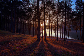 Fototapeta premium Beautiful sunrise and shadows of the trees