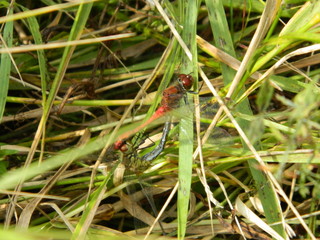 dragonfly