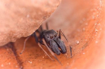 Ant spider macro