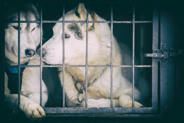siberian husky dog sad looking in a cage, behind steel lattice. concept, symbol of animal abuse