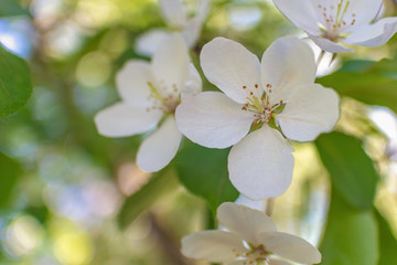 Fototapeta na wymiar Flowers of wild apple in the sun close up, blurred background