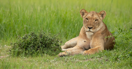 Lioness resting in the wild