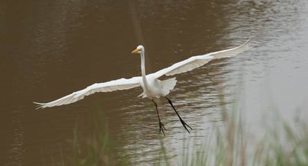 Great Egret zambia