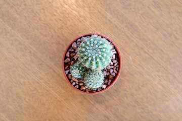 Looking down the Small Cactus on Wooden table