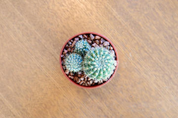 Looking down the Small Cactus on Wooden table