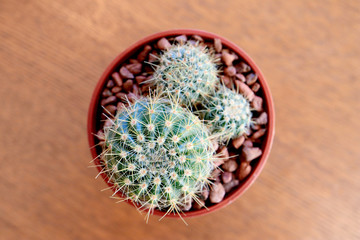 Looking down the Small Cactus on Wooden table