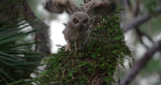 Young Great Horned Owl learns to fly by leaping off the trunk of a tree and lands back in nest as he practices flying. Slow motion.
