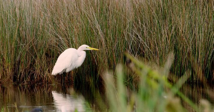 Great white egret standing silently in wetlands while hunting for prey