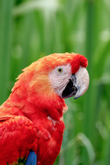 portrait read and blue guacamaya macaw parrot