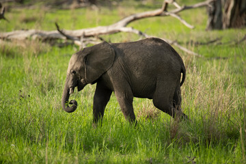 Baby elephant zambia
