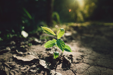 Planting trees Seedlings in the forest Evening light 