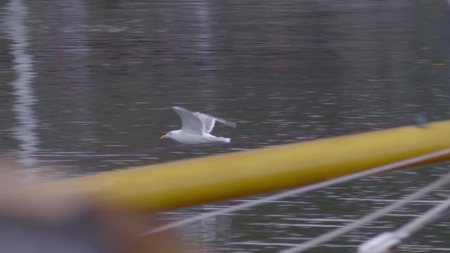 Seagull flying through fishing village harbor in coastal New England - slow-motion