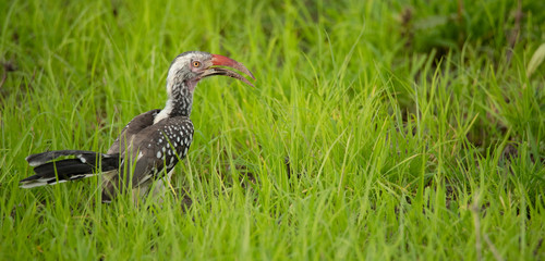 Southern Red-billed Hornbill zambia