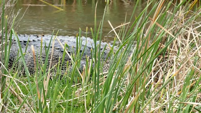 An American alligator, Alligator mississippiensis, crawling in a marsh at a Port Aransas, Texas nature preserve.
