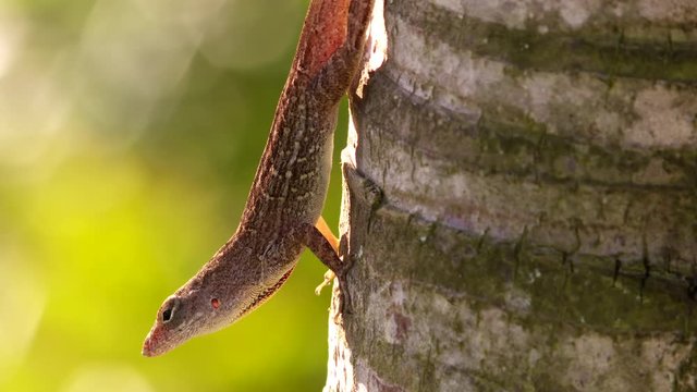 Lizard gecko on trunk of a palm tree. moving his head and eyes to have a look around. Close-up macro.