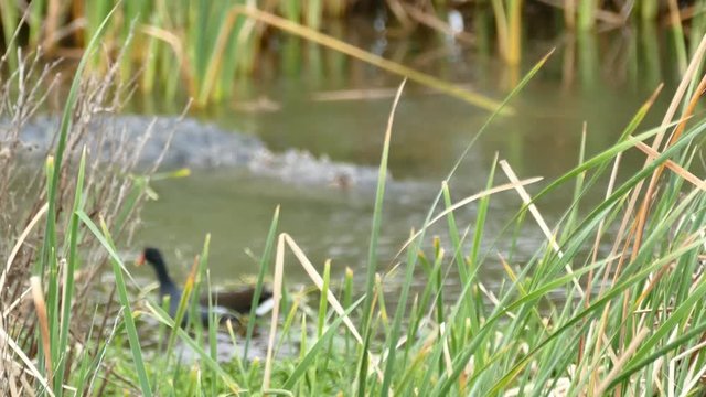 An American alligator, Alligator mississippiensis, and a Common Gallinule bird, Gallinula galeata, in a marsh at a Port Aransas, Texas nature preserve.