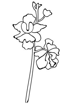 Singapore National Flower
