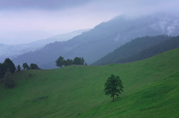 Lonely tree grows on a green hill slope.