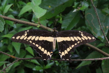 A borboleta