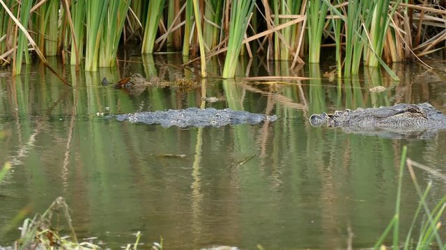 Two American alligators, Alligator mississippiensis, and a Common Gallinule bird, Gallinula galeata, in a marsh at a Port Aransas, Texas nature preserve.