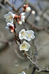 梅