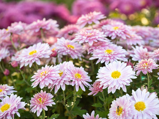Obraz na płótnie Canvas Close up view on chrysanthemums blossoming in summer field. Floral background. Pink marguerites flowering. Crown daisies blooming with pink petals. Blurred background. Selective soft focus