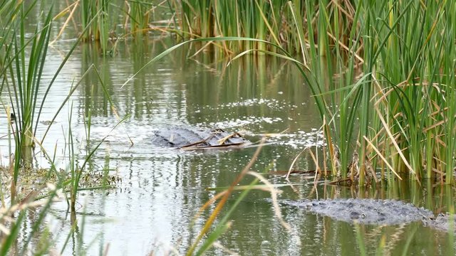 Two American alligators, Alligator mississippiensis, crawling in water of marsh at a Port Aransas, Texas nature preserve.