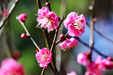 Fototapeta premium 別府公園の梅